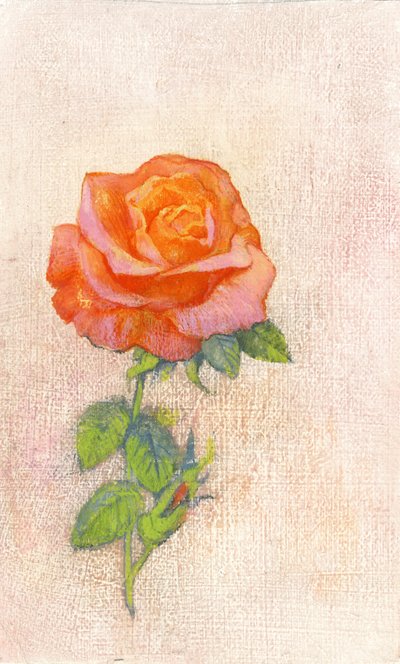 Rose pâle - George Adamson
