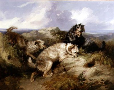 Un Dandy Dinmont et deux Cairns chassant le lapin - George Armfield