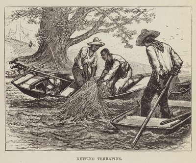 Filet de tortues - George Augustus Sala