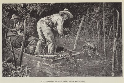 Dans une ferme de tortues serpents, près d