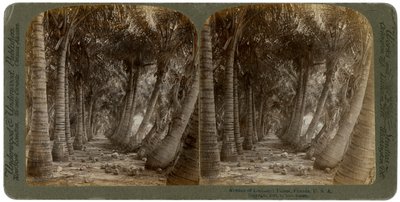 Avenue de palmiers à noix de coco, Floride, USA, 1891 - George Barker