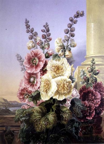 Rose trémière - George Baxter