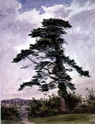 Paysage, avec un pin écossais - George Bedford