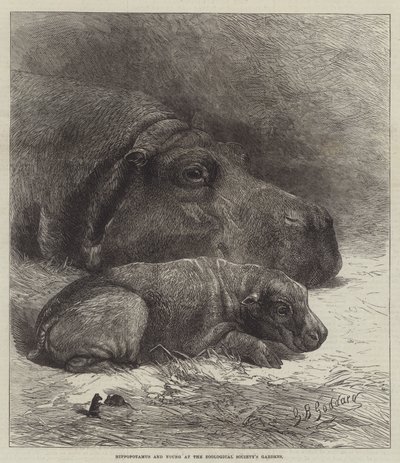 Hippopotame et Jeune aux Jardins de la Société Zoologique - George Bouverie Goddard