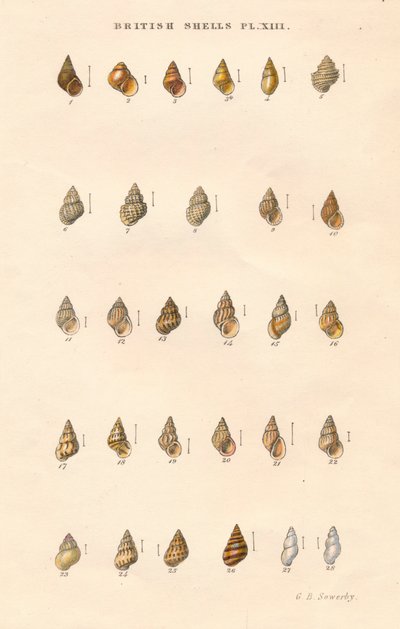 Obus britanniques, vers 1859 - George Brettingham Sowerby