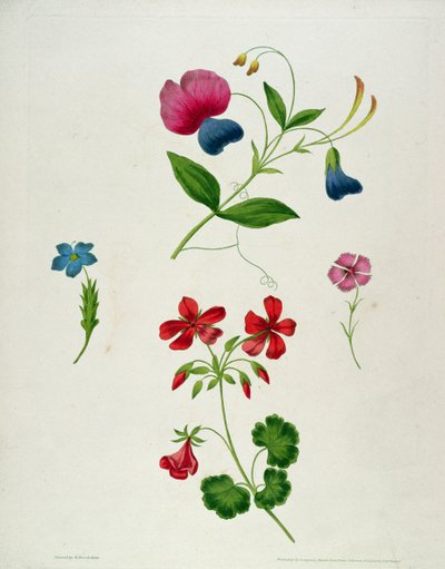 Une illustration tirée de 