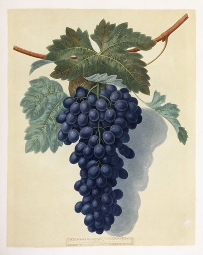 Planche LII (une grappe de raisins violets) - George Brookshaw