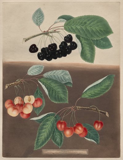Pomona Britannica : N° 10 - Cerises - George Brookshaw