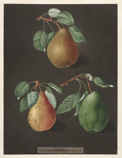 Pomona Britannica: No. 82 - Poires - George Brookshaw