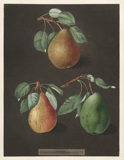 Pomona Britannica : No. 82 - Poires - George Brookshaw