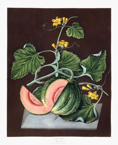 Citrouille, 1812 - George Brookshaw