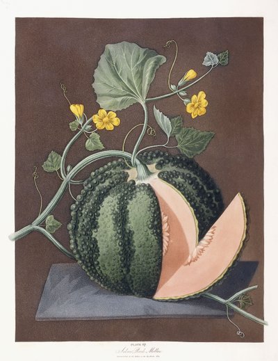 Melon argenté, 1812 - George Brookshaw