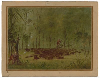 Combat avec des pécaris - Caraïbes - George Catlin