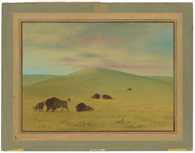 Pâturage américain - Prairies de la Platte - George Catlin
