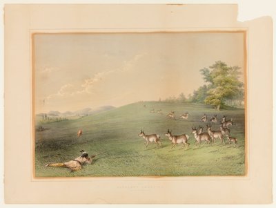 Chasse à l