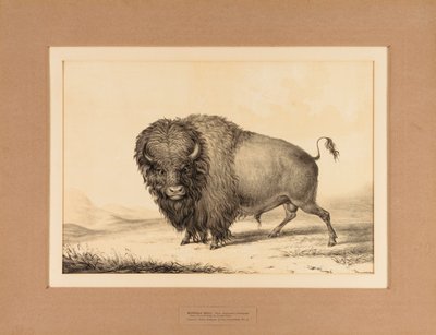 Buffalo Bull--no. 2 - George Catlin