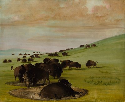 Buffalo Bulls in a Wallow - George Catlin