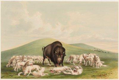 Chasse au bison, Loups blancs attaquant un bison - George Catlin