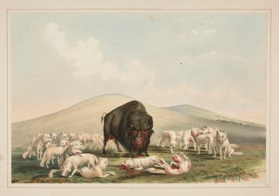 Chasse au bison, loups blancs attaquant un taureau de bison, pl. 10 du North American Indian Portfolio - George Catlin