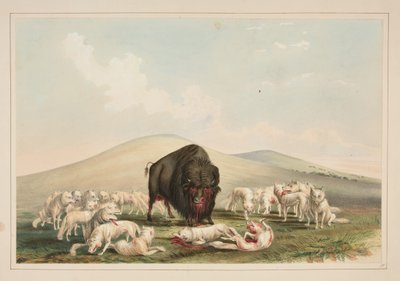 Chasse au bison, des loups blancs attaquant un taureau bison, planche 10 du Portfolio des Indiens d