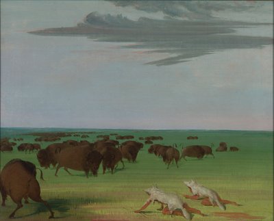 Chasse au buffle sous le masque en peau de loup - George Catlin