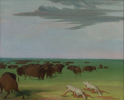 Chasse au bison sous le masque de peau de loup, 1832-1833 - George Catlin