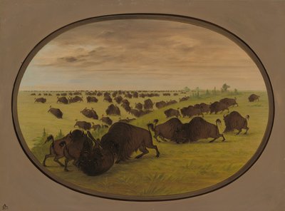 Combat de taureaux, 1861-1869 - George Catlin