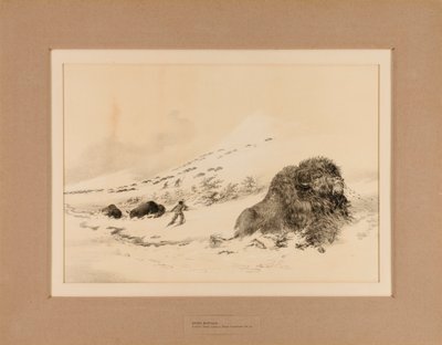 Buffle mourant--no. 17 - George Catlin