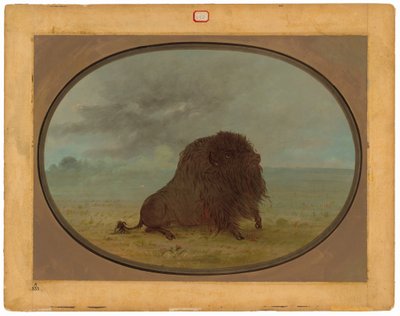 Buffle mourant - George Catlin