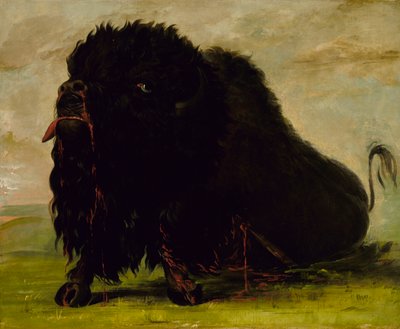 Bison mourant, frappé d