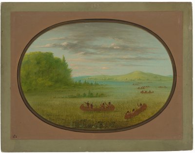 Récolte de Riz Sauvage - Winnebago - George Catlin