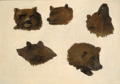 Portraits de deux ours grizzlis, d