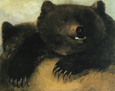 Armes et physionomie du grizzli - George Catlin