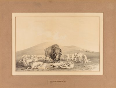 Les loups blancs attaquent Old Buffalo--no. 10 - George Catlin