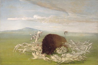 Loups blancs attaquant un buffle - George Catlin