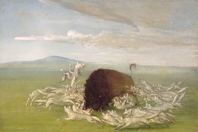 Loups blancs attaquant un taureau de bison, 1832-1833 - George Catlin