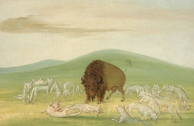 Taureau blessé entouré de loups blancs - George Catlin