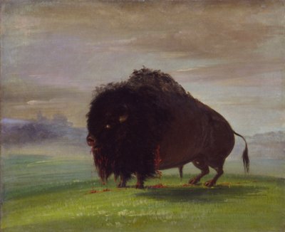 Buffle blessé, répandant son sang dans les Prairies - George Catlin