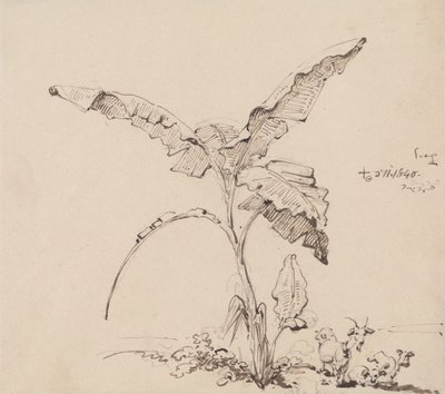Chèvres sous un bananier - George Chinnery