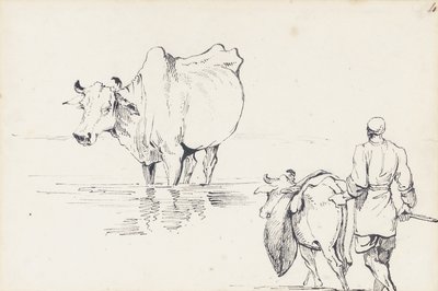 Études de bétail indien - George Chinnery