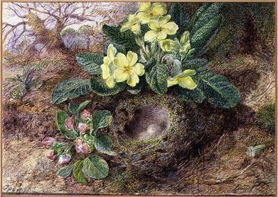 Nature morte avec primevères et nid d