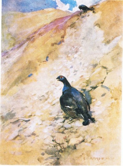 Le coq de bruyère a beaucoup apprécié son bain, ébouriffant ses plumes et battant des ailes - George Denholm Armour