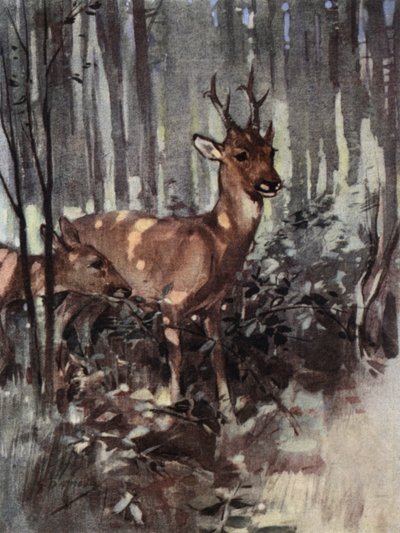 Les chevreuils restent dans les bois - George Denholm Armour