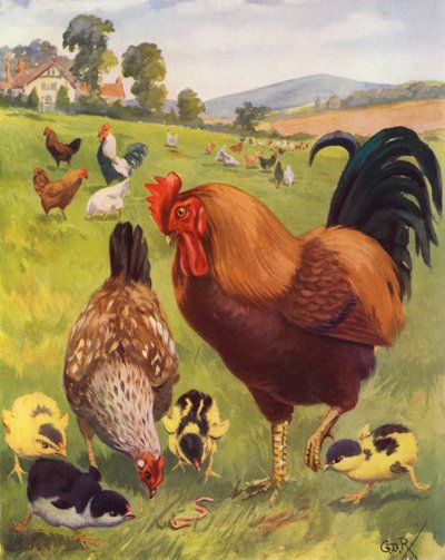 Robert, le coq, est très fier - George Derville (after) Rowlandson
