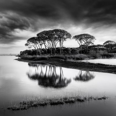 Reflets spectaculaires dans les pins - George Digalakis