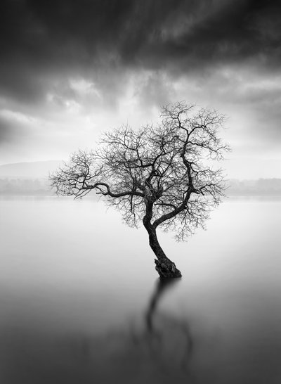 Réflexion sur un arbre solitaire - George Digalakis