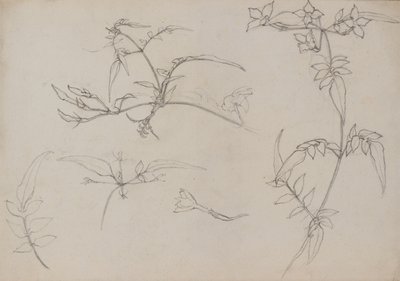 Dessin botanique - George Dutch Davidson