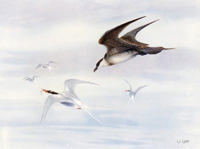 Sterne arctique chassé par un labbe arctique (lithographie couleur) - George Edward (after) Lodge