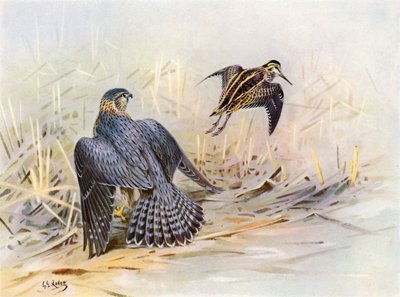 Bécassine des marais manquée par un Merlin (lithographie couleur) - George Edward (after) Lodge