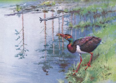 Cigogne noire (litho) - George Edward Lodge